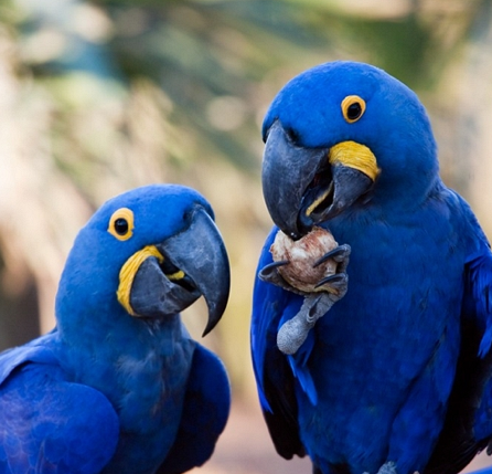 geschiedenis van de papegaai dierentaal